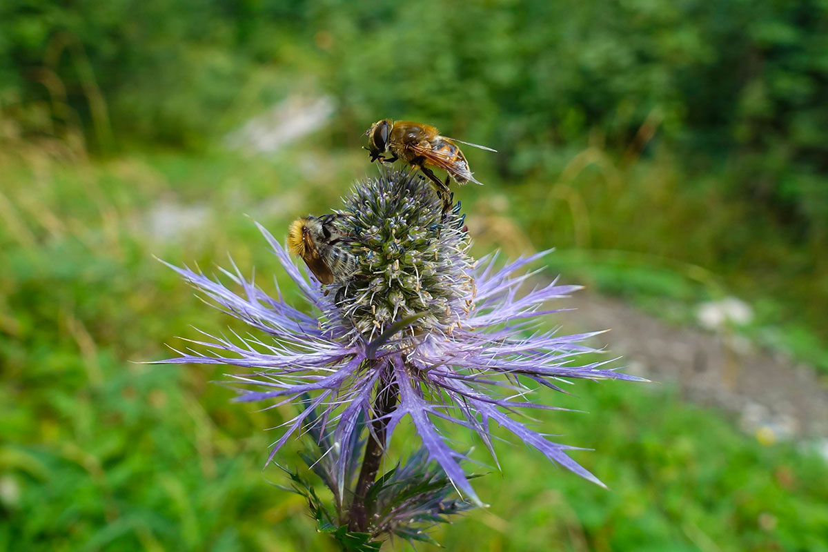 You are currently viewing BTSa Gestion et Protection de la Nature
