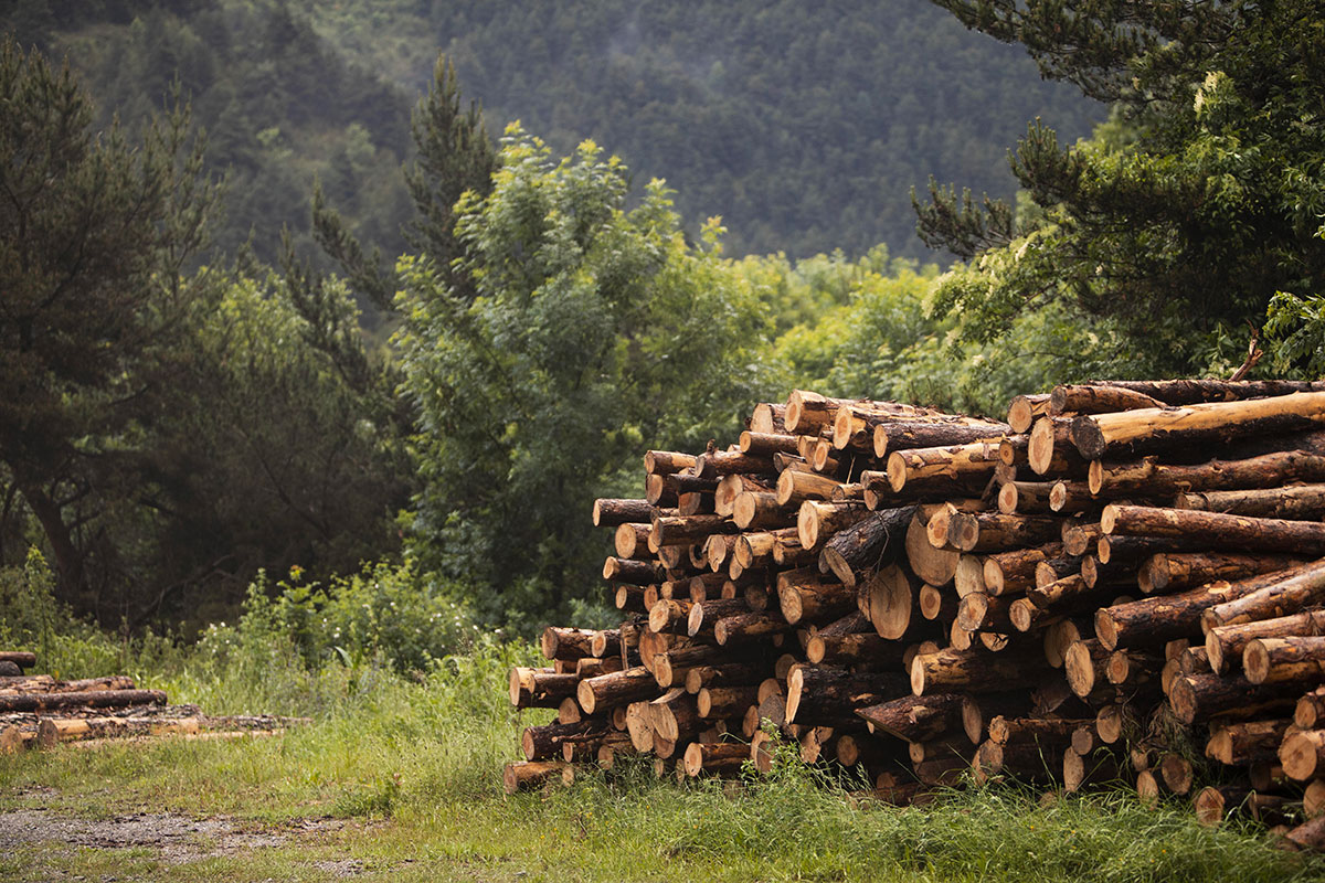 You are currently viewing Bac Pro Forêt