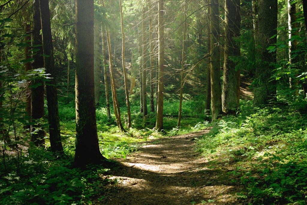une forêt